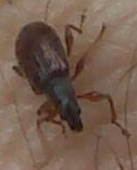 Phyllobius oblongus