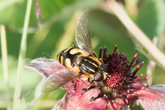 Helophilus obscurus