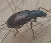 Phyllobius oblongus