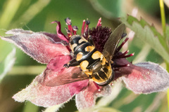 Helophilus obscurus