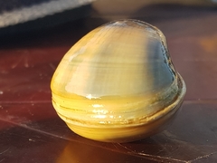 Mactra stultorum