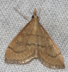 Metasia dicealis