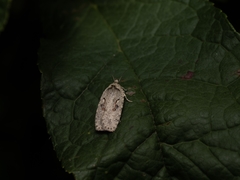 Agonopterix ocellana
