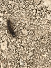 Pseudohemihyalea edwardsii