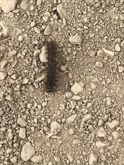 Pseudohemihyalea edwardsii