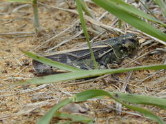 Pardalophora apiculata