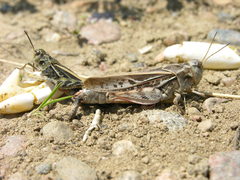 Pardalophora apiculata