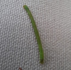 Eulithis diversilineata