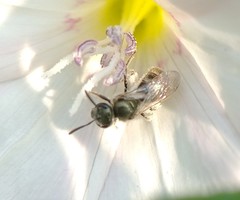 Lasioglossum