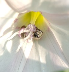 Lasioglossum