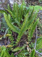 Polystichum kruckebergii