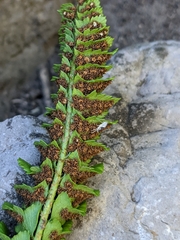 Polystichum kruckebergii