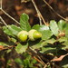 Quercus lusitanica - Photo (c) Duarte Frade,  זכויות יוצרים חלקיות (CC BY), הועלה על ידי Duarte Frade