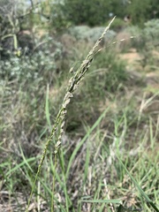 Leptochloa dubia