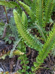 Polystichum kruckebergii