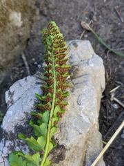 Polystichum kruckebergii