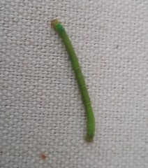 Eulithis diversilineata