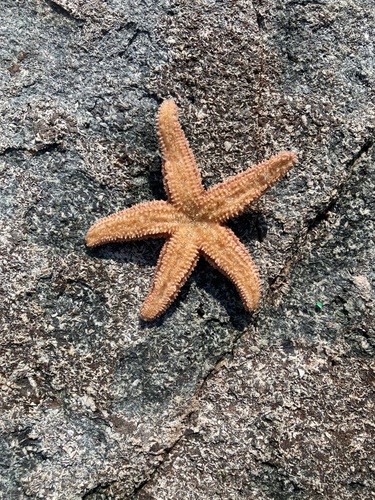 Forbes's Sea Star