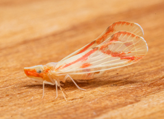 Otiocerus coquebertii