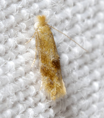 Bucculatrix coronatella