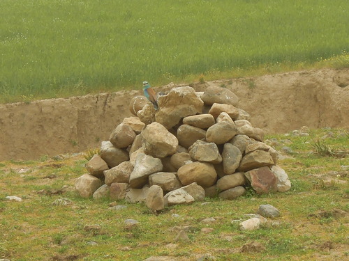 European Roller