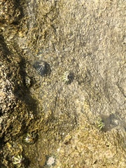 Siphonaria normalis