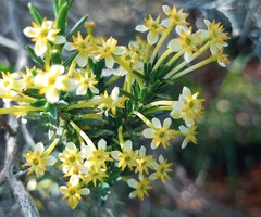 Struthiola eckloniana
