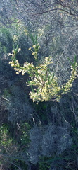 Struthiola eckloniana