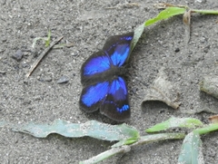 Paches loxus gloriosus