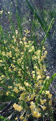 Struthiola eckloniana