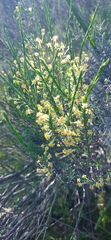 Struthiola eckloniana
