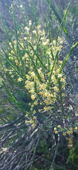 Struthiola eckloniana