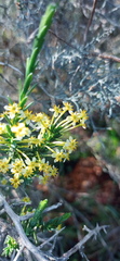 Struthiola eckloniana