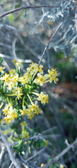 Struthiola eckloniana
