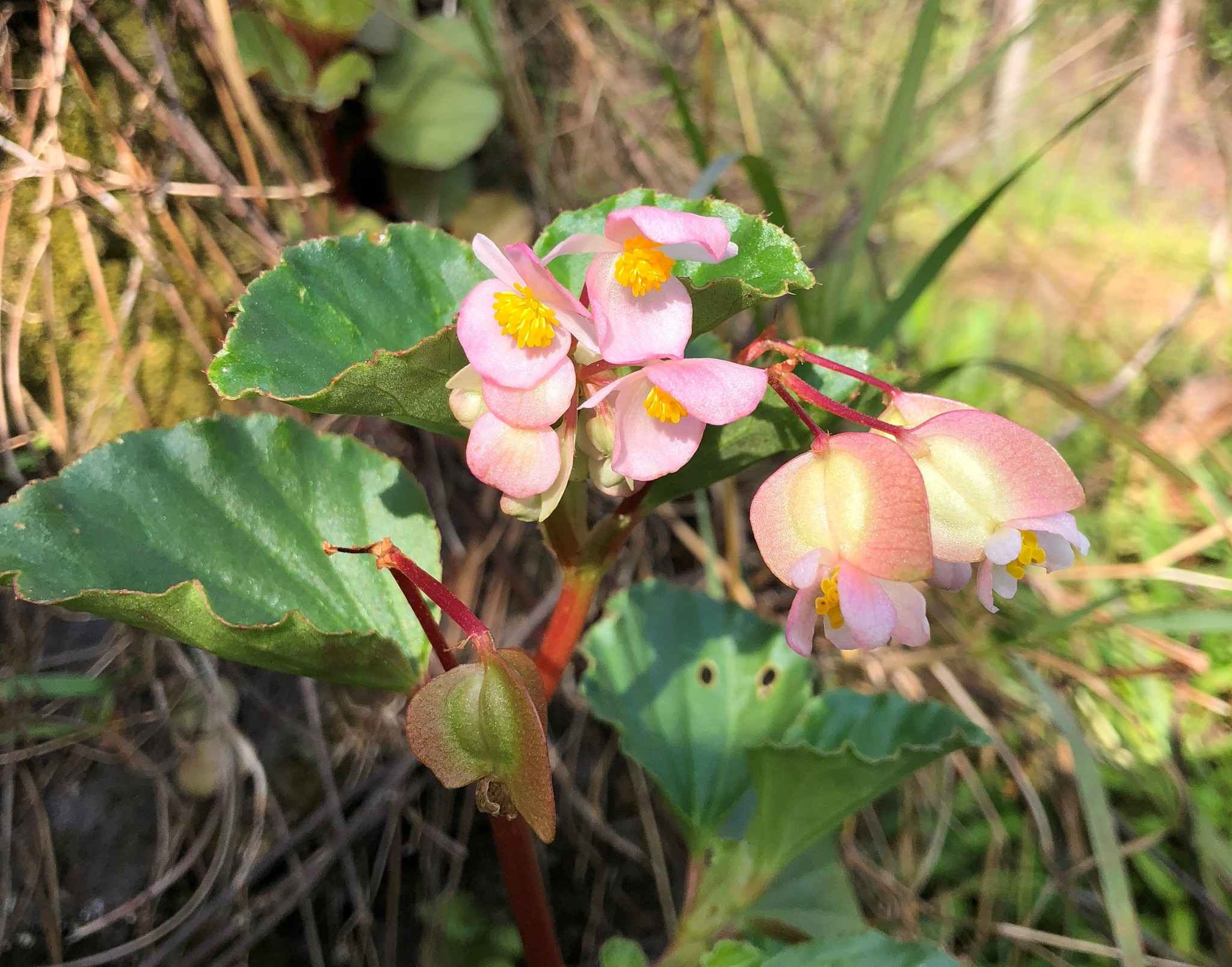 Flor de Cera (Begonia cucullata) · ArgentiNat