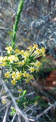 Struthiola eckloniana