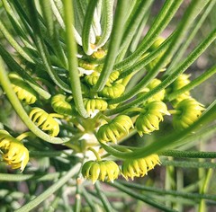Euryops tenuissimus