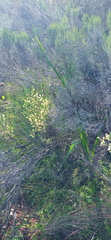 Struthiola eckloniana