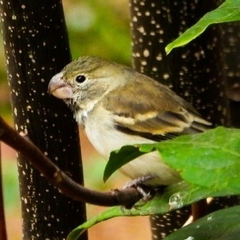 Sporophila peruviana