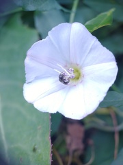 Lasioglossum