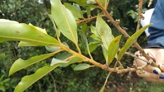 Myrsinoideae