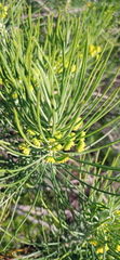Euryops tenuissimus