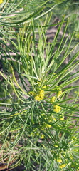 Euryops tenuissimus