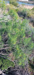 Euryops tenuissimus