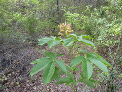 Aesculus pavia flavescens
