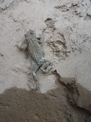 Bufotes turanensis