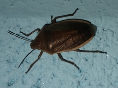 Chlorochroa senilis