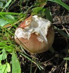 Boletus rubriceps