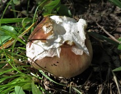 Boletus rubriceps