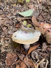 Gyroporus cyanescens